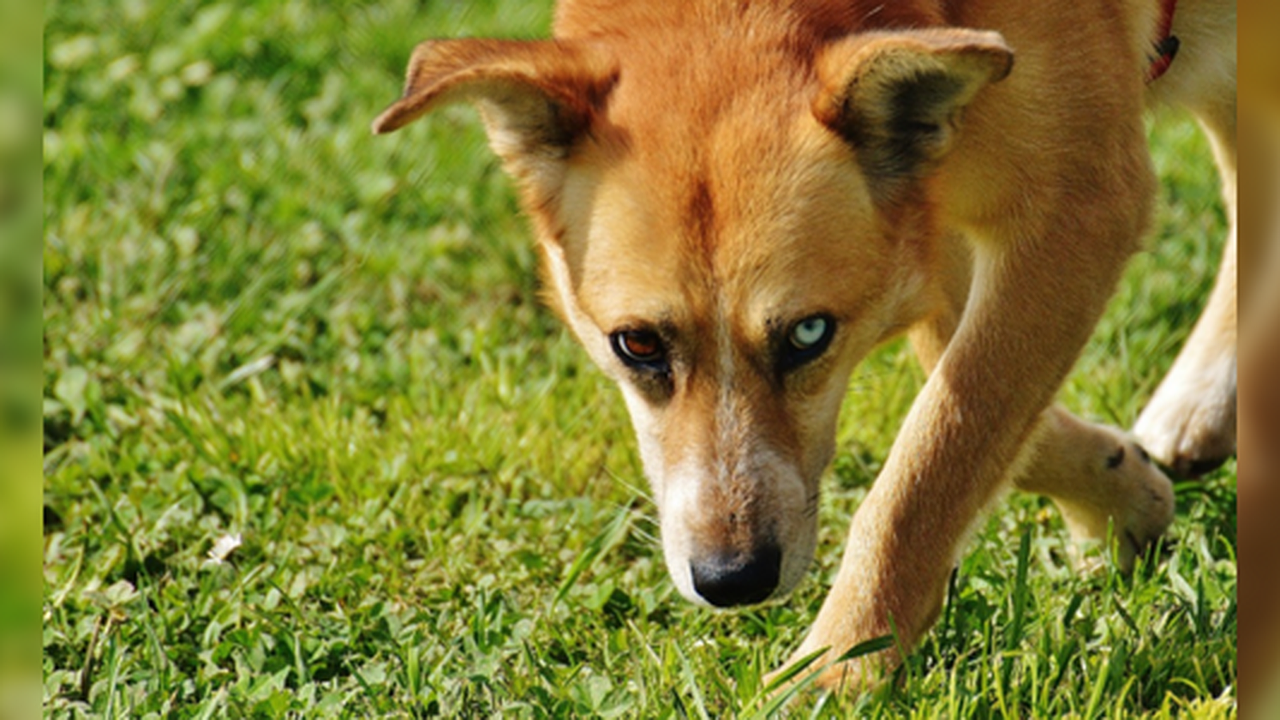 Главная картинка новости: В Березовском собаки напали на 11-летнего мальчика