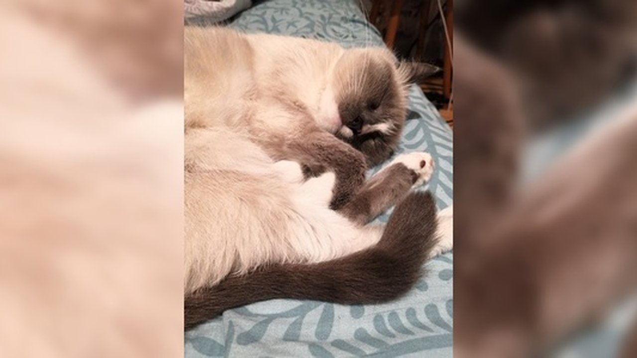 Главная картинка новости: Российские ученые рассказали о развитии шизофрении у владельцев кошек