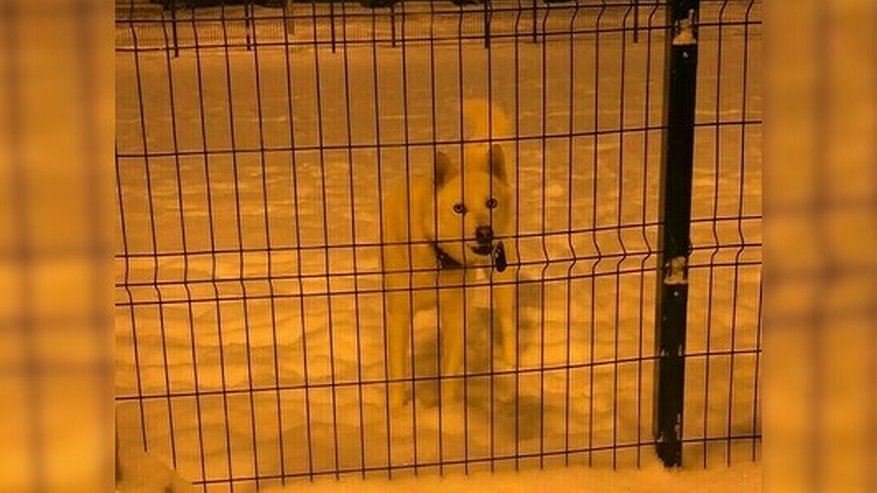 Главная картинка новости: "Проблемы с психикой у собаки": в Екатеринбурге метис хаски покусал ребенка