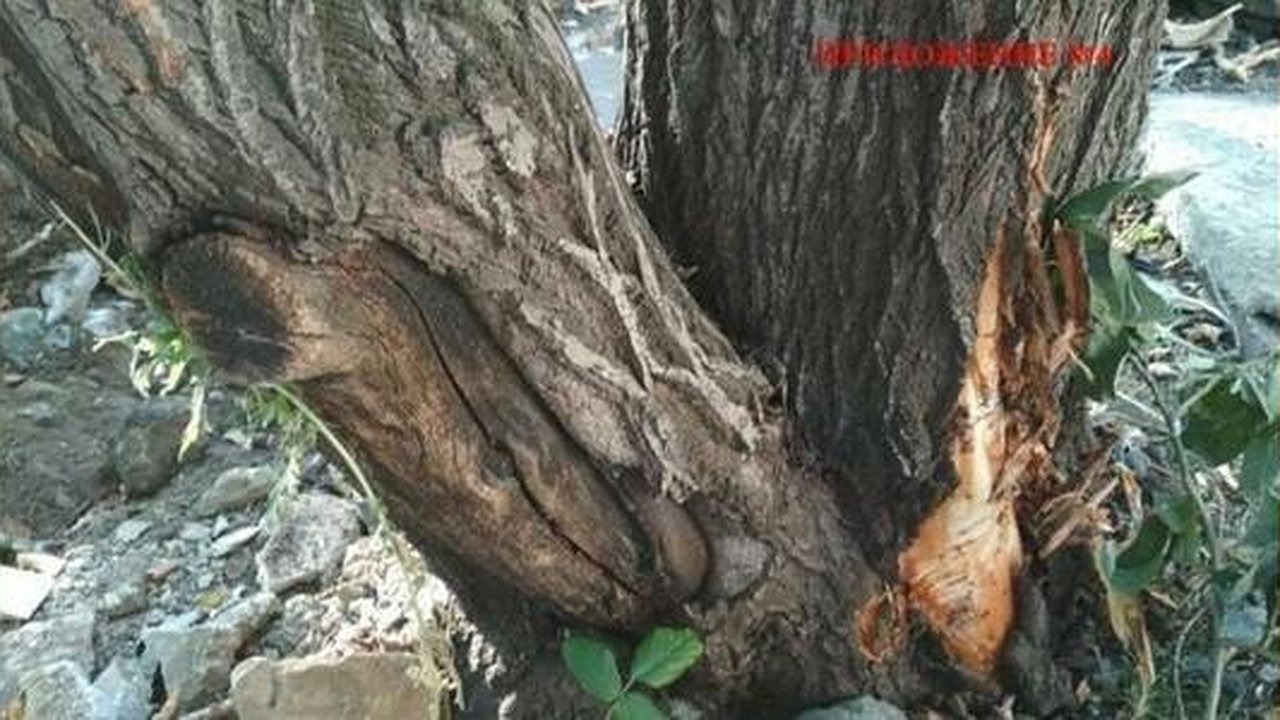 Главная картинка новости: В Екатеринбурге подрядчик повредил 10 деревьев в сквере на Опалихинской