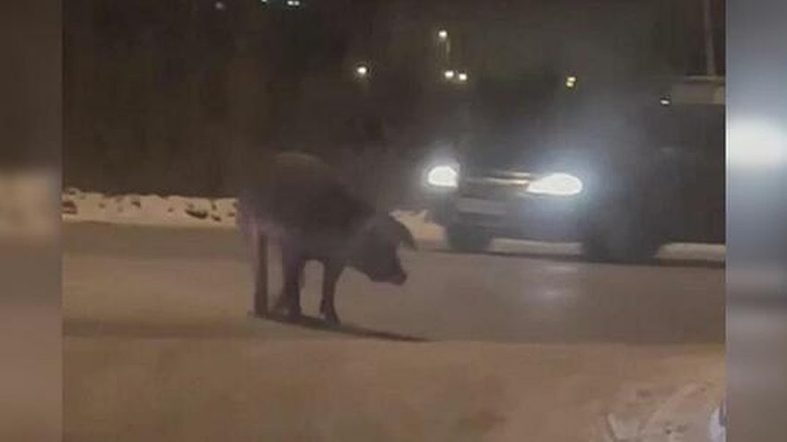 Целый район Екатеринбурга встал в пробку из-за сбежавшей свиньи