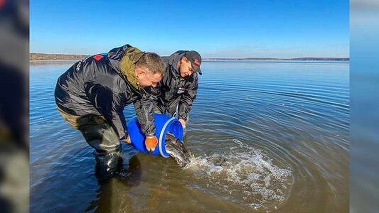 Главная картинка новости: Волонтеры сделали свердловские водоемы чище с помощью сотни рыб-санитаров