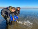 Волонтеры сделали свердловские водоемы чище с помощью сотни рыб-санитаров