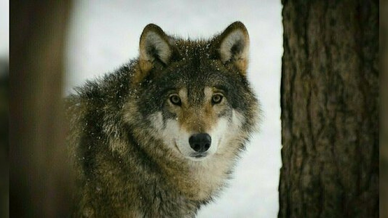 Главная картинка новости: В детском лагере под Нижним Тагилом нашли тело мужчины со следами от зубов