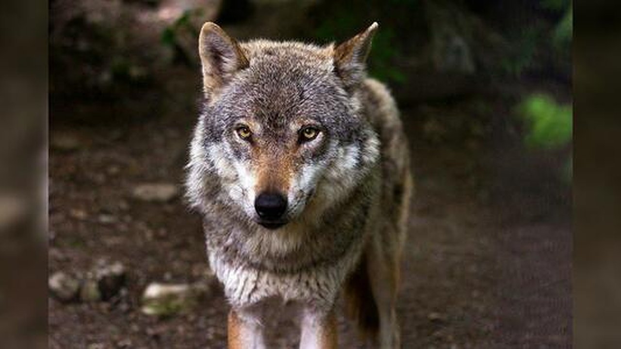 Главная картинка новости: Уральцев предупредили о нашествии волков