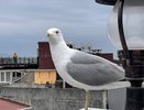 Близнецам надо хорошенько отдохнуть на выходных, а Весам решить старые проблемы: НАШ гороскоп на неделю с 19 по 25 июня