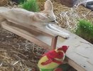 В зоопарке Екатеринбурга пополнение