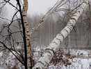 Бобры оставили без света жителей Верхнего Дуброво 