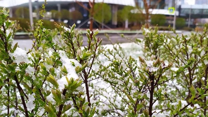 Пять дней снега: неутешительный прогноз на начало мая дали свердловские синоптики 