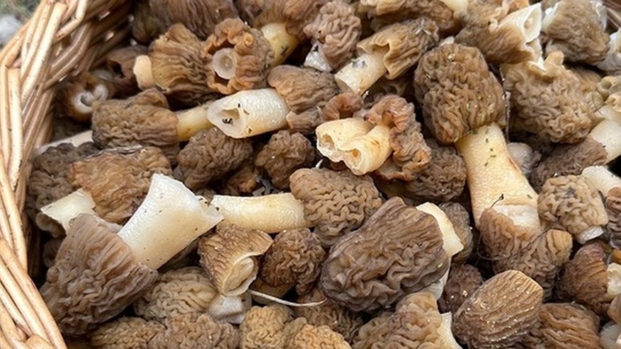 Свердловские грибники в восторге: собран рекордный урожай майских грибов