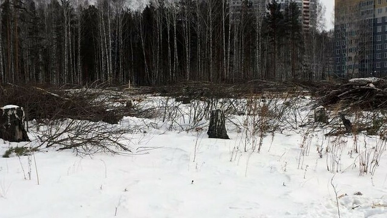 Главная картинка новости: Битва за зеленую зону: екатеринбуржцы бунтуют против вырубки березовой рощи