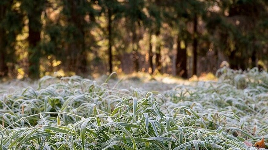 Тепла не будет: в Свердловской области ожидаются очередные заморозки 