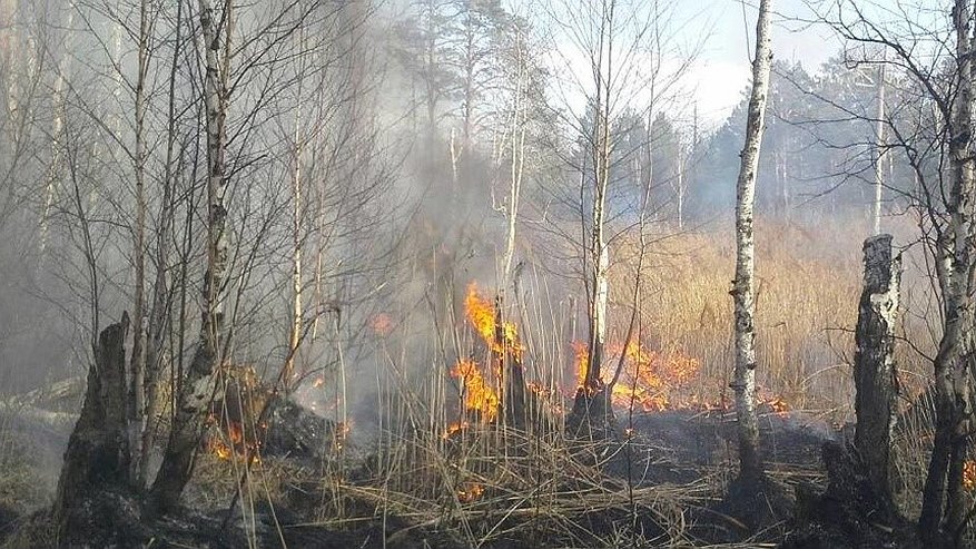 Лесные пожары захватывают Свердловскую область