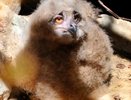 В екатеринбургском зоопарке родился невероятно милый филинёнок. Фото