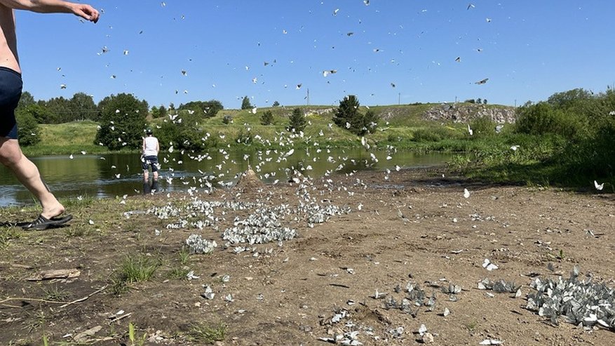 Нешуточное нашествие белых бабочек в Свердловской области: красота или угроза?