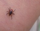 Почти половина клещей, укусивших свердловчан, заражены боррелиозом. Опасно ли это?