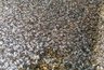 Нашествие мотыльков-однодневок: свердловский пруд покрылся слоем мёртвых насекомых