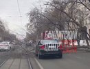 Дерево рухнуло на припаркованный автомобиль в Екатеринбурге