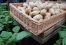 Депутат Екатеринбурга предложил школьникам выращивать овощи для снижения стоимости школьных обедов