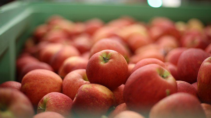 Заражённые яблоки появились в Свердловской области. Где их нельзя покупать