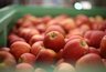 Заражённые яблоки появились в Свердловской области. Где их нельзя покупать