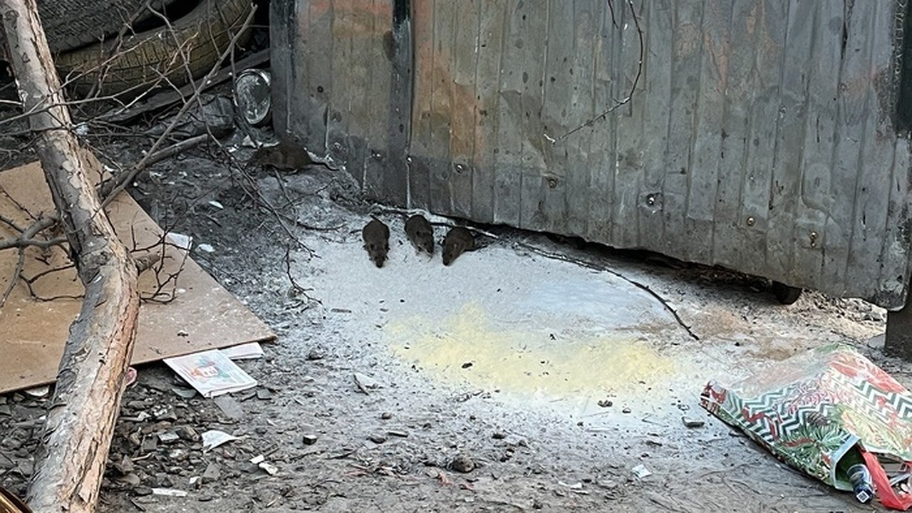 Главная картинка новости: Полчища крыс заполонили двор на ВИЗе