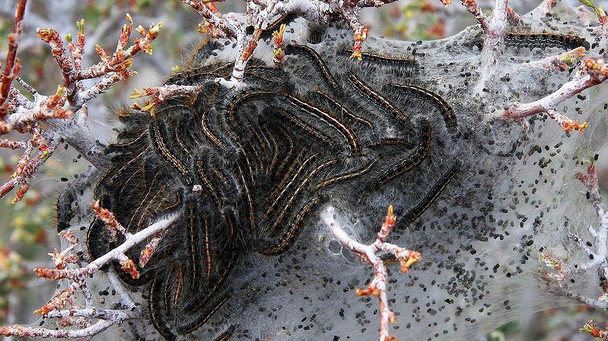 Уральские леса захватили волосатые насекомые: чем это грозит