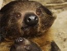 В Екатеринбургском зоопарке появились на свет маленькие саймири и двупалый ленивец