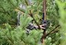 В свердловских лесах для борьбы с поджигателями установят фотоловушки