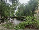 В Екатеринбурге из-за сильного ветра не выдерживают даже деревья