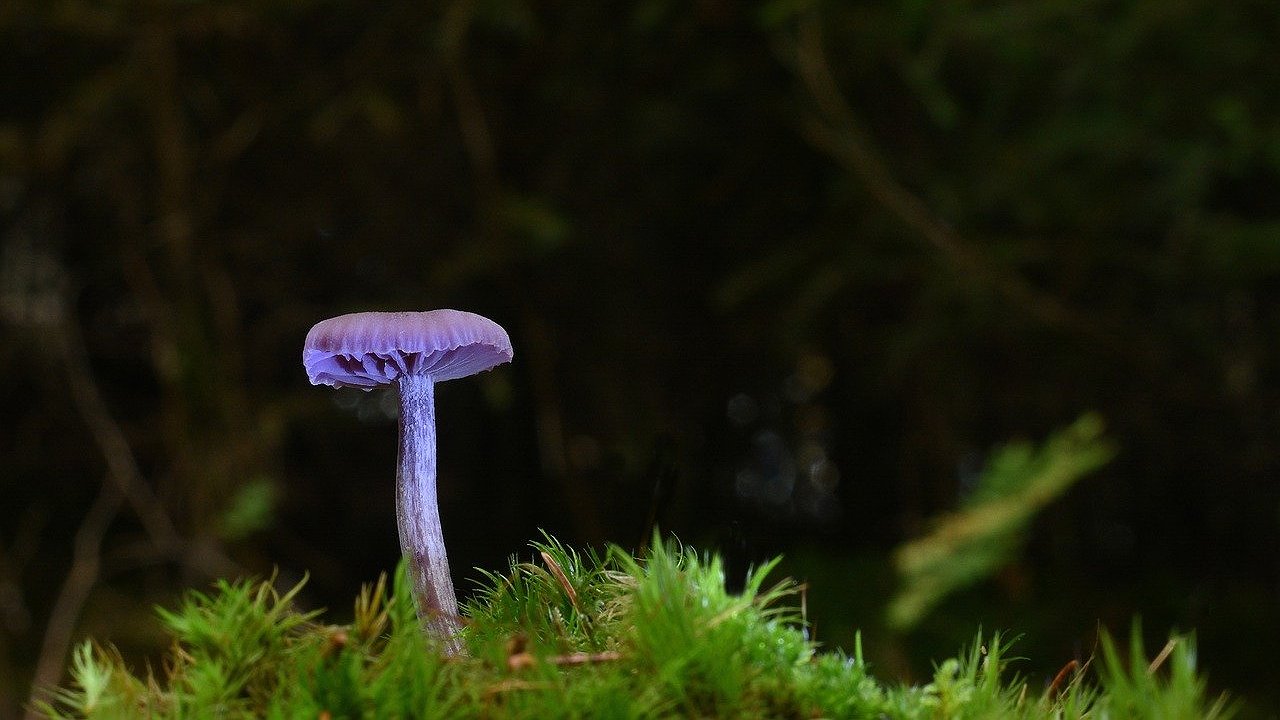Главная картинка новости: В лесах Свердловской области обнаружены редкие фиолетовые грибы