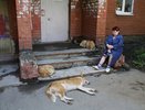 Назван район Екатеринбурга, который лидирует по числу нападений животных на людей