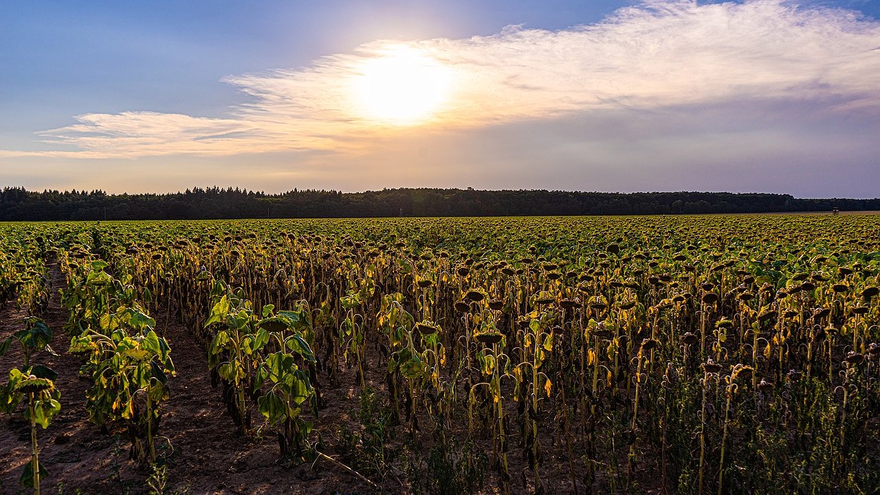 Главная картинка новости: Адская жара вернется с 15 августа, но с новым сюрпризом: синоптики сказали, что скоро придет