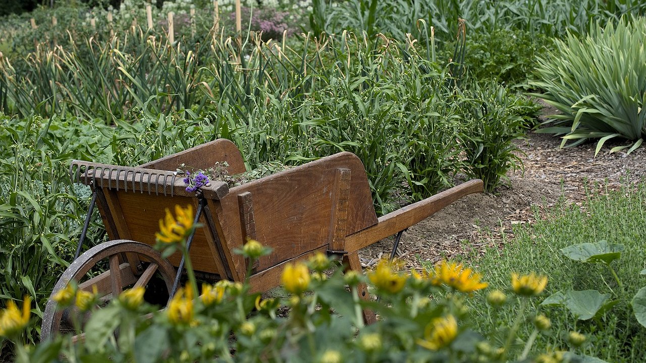 Главная картинка новости: Соседи возят навоз тачками, а я просто разбрасываю в огороде эти семена – и сижу спокойно: почва сама восстанавливается