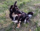 В Екатеринбурге проведут бесплатную вакцинацию домашних животных