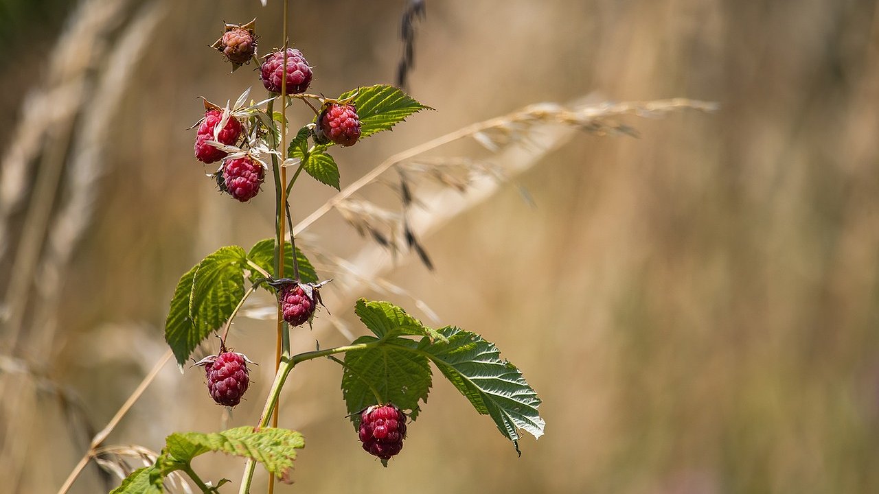 Главная картинка новости: Времени осталось мало: дачникам на участке нужно срочно срубить малину под корень и сжечь её