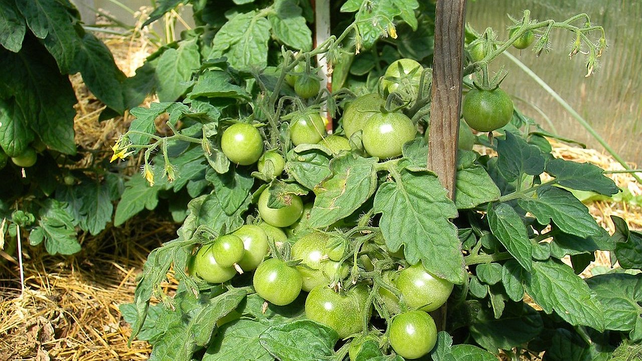 Главная картинка новости: Как правильно поливать помидоры и перец в конце лета