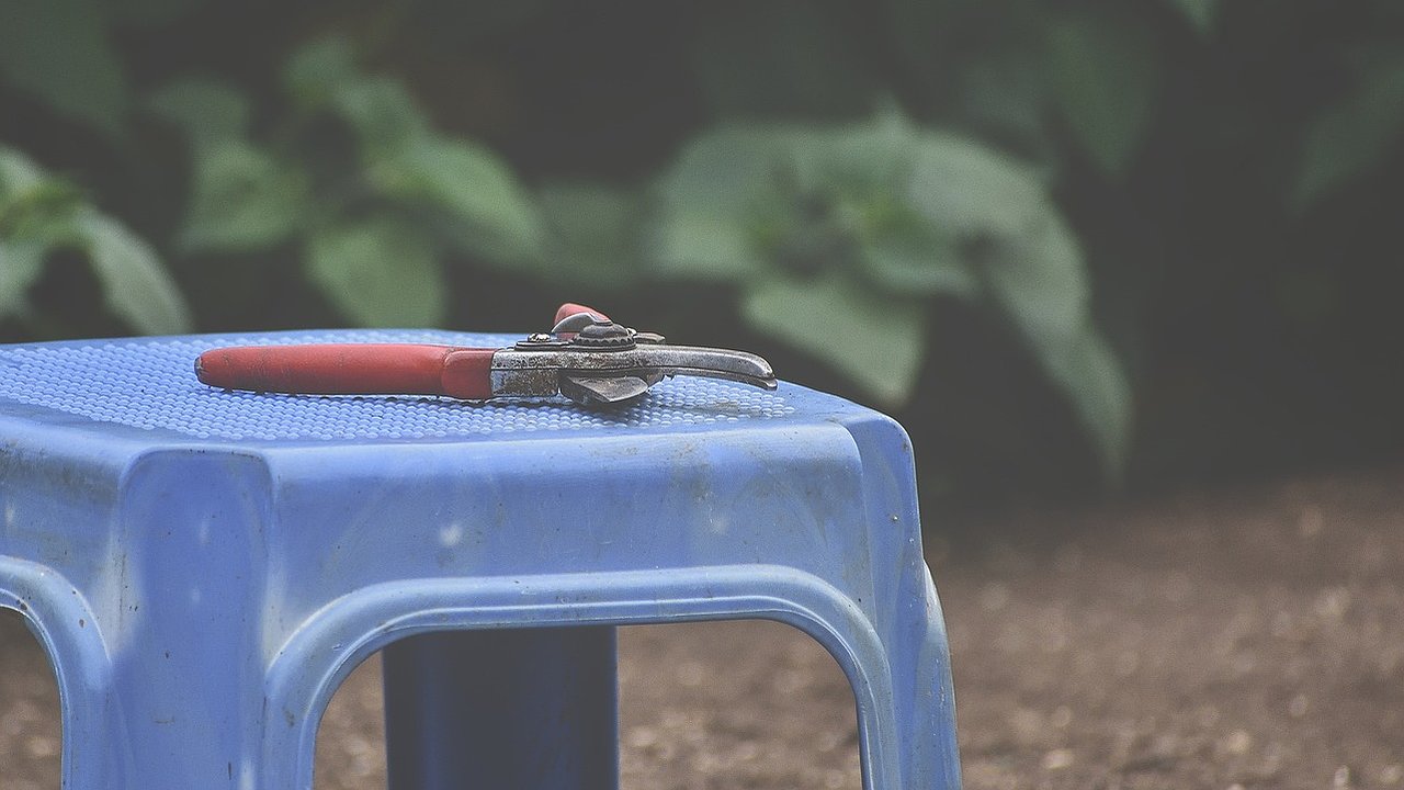 Главная картинка новости: Обрезка малины осенью: сроки, правила и лайфхаки, которые увеличат урожай