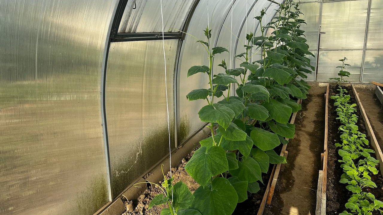 Главная картинка новости: Одна столовая ложка – и листья ваших огурцов станут изумрудно зелеными: вот что нужно добавить в лейку с водой от их раннего пожелтения – еще порастут