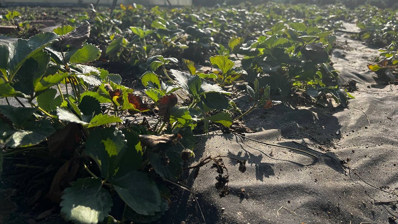 Главная картинка новости: Насыпаю в октябре вокруг кустов, хватает на всю зиму: клубника весной растёт как на дрожжах после этой подкормки