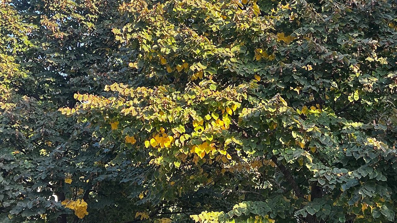 Главная картинка новости: Екатеринбург установил новый температурный рекорд