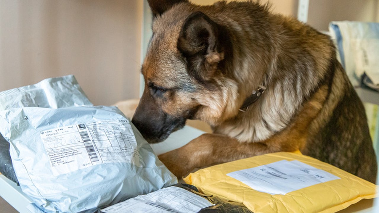 Главная картинка новости: Четвероногие сотрудники Кольцово помогли предотвратить нарушения на миллионы рублей