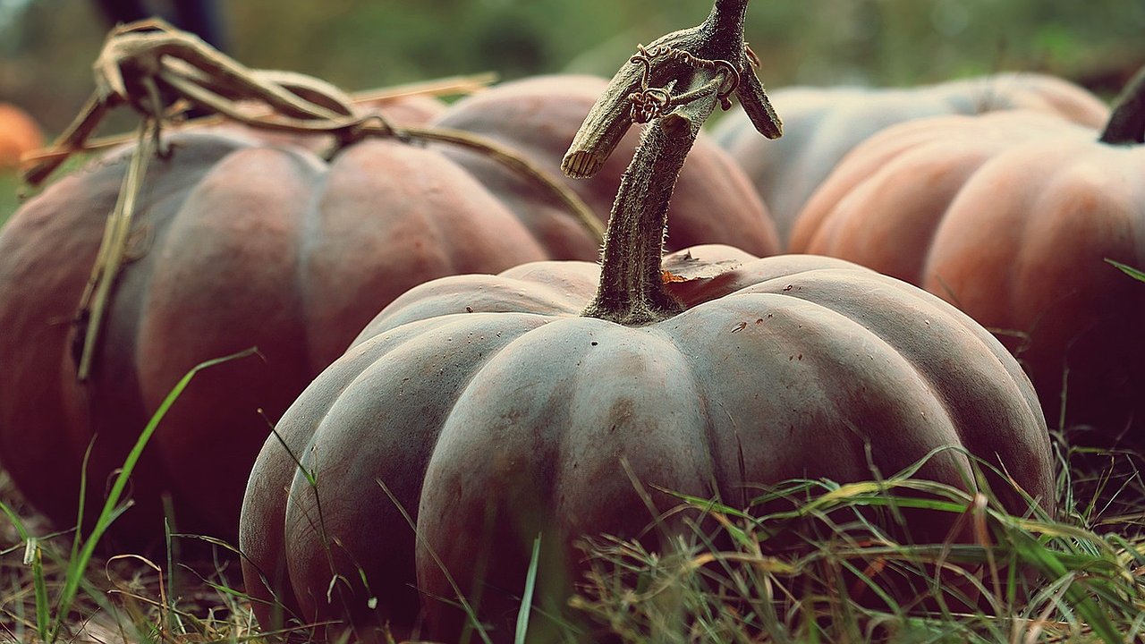 Главная картинка новости: Оранжевая осень: 2 деликатеса из тыквы, которые обязательно советует приготовить повар ресторана