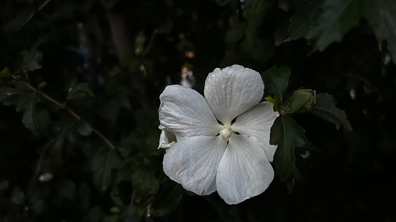 Главная картинка новости: Как подготовить орхидею перед зимой: простые правила заботы о комнатных растениях