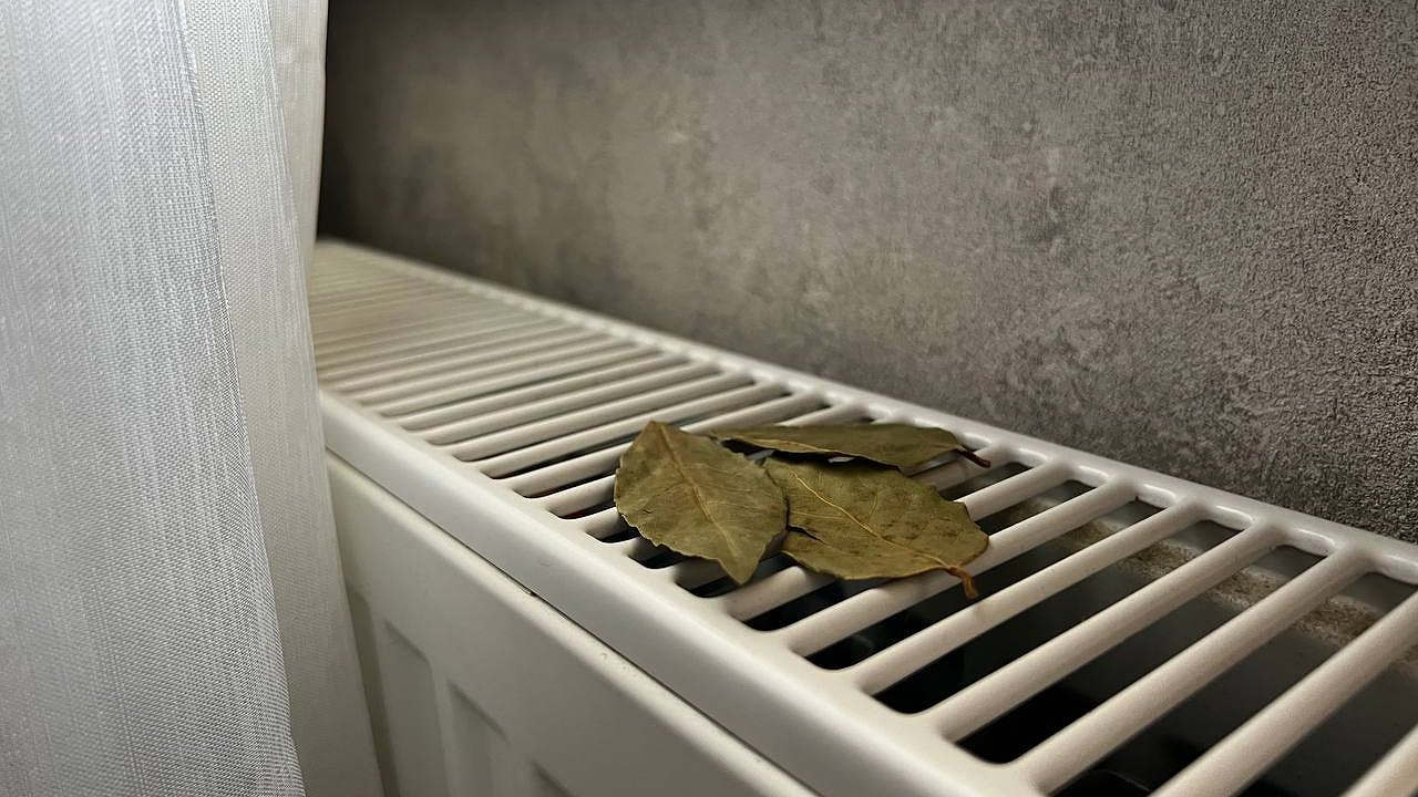 Главная картинка новости: "С первыми заморозками положите лавровый лист на радиатор отопления - будете жить без бед": разницу заметит вся семья