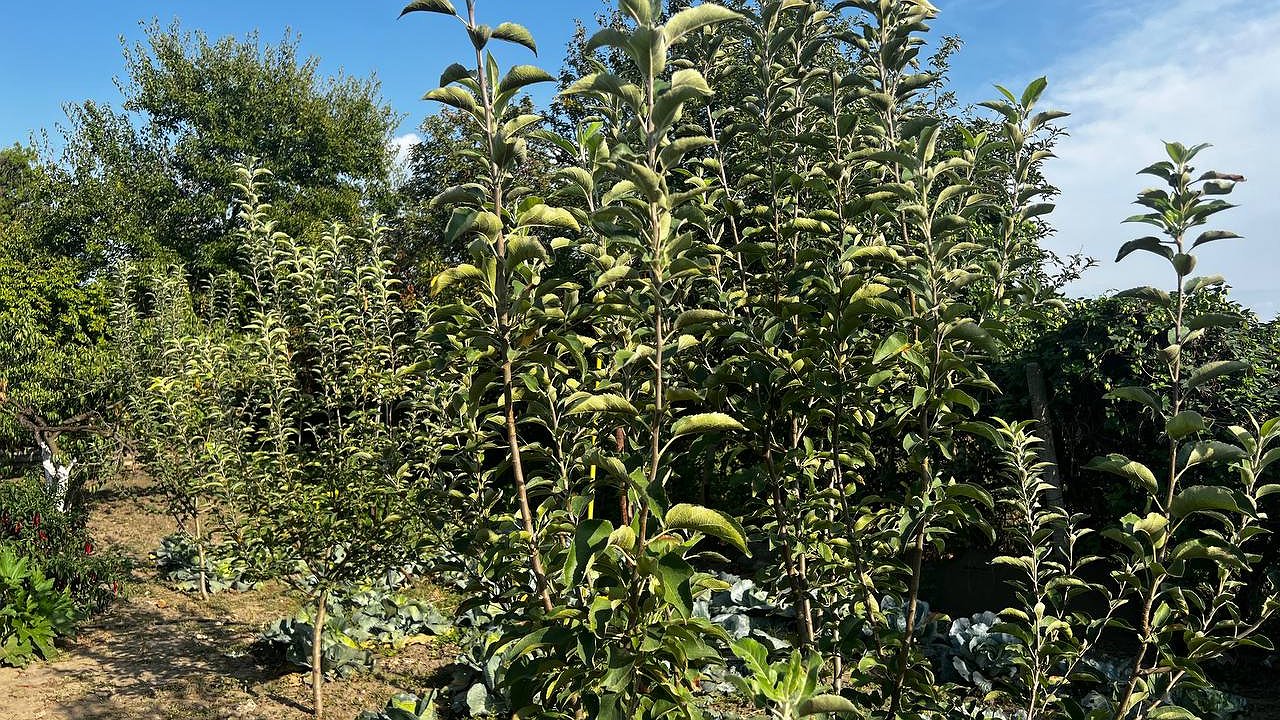 Главная картинка новости: Груши обрубаем до ствола в октябре: вот зачем это нужно - совет садоводов-экспертов