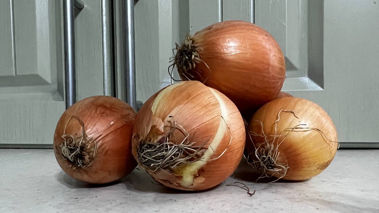 Главная картинка новости: "Будете есть всю весну и еще на лето хватит": это топовые сорта лука, которые надо посадить осенью