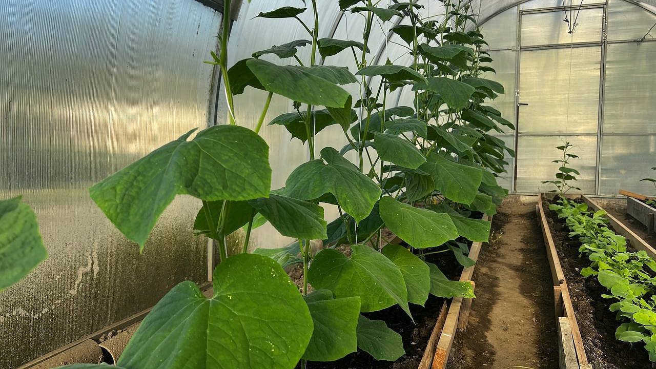 Главная картинка новости: Опылятся сами, созреют рано: такие 3 сорта огурцов хороши для теплиц - выбор опытных дачников
