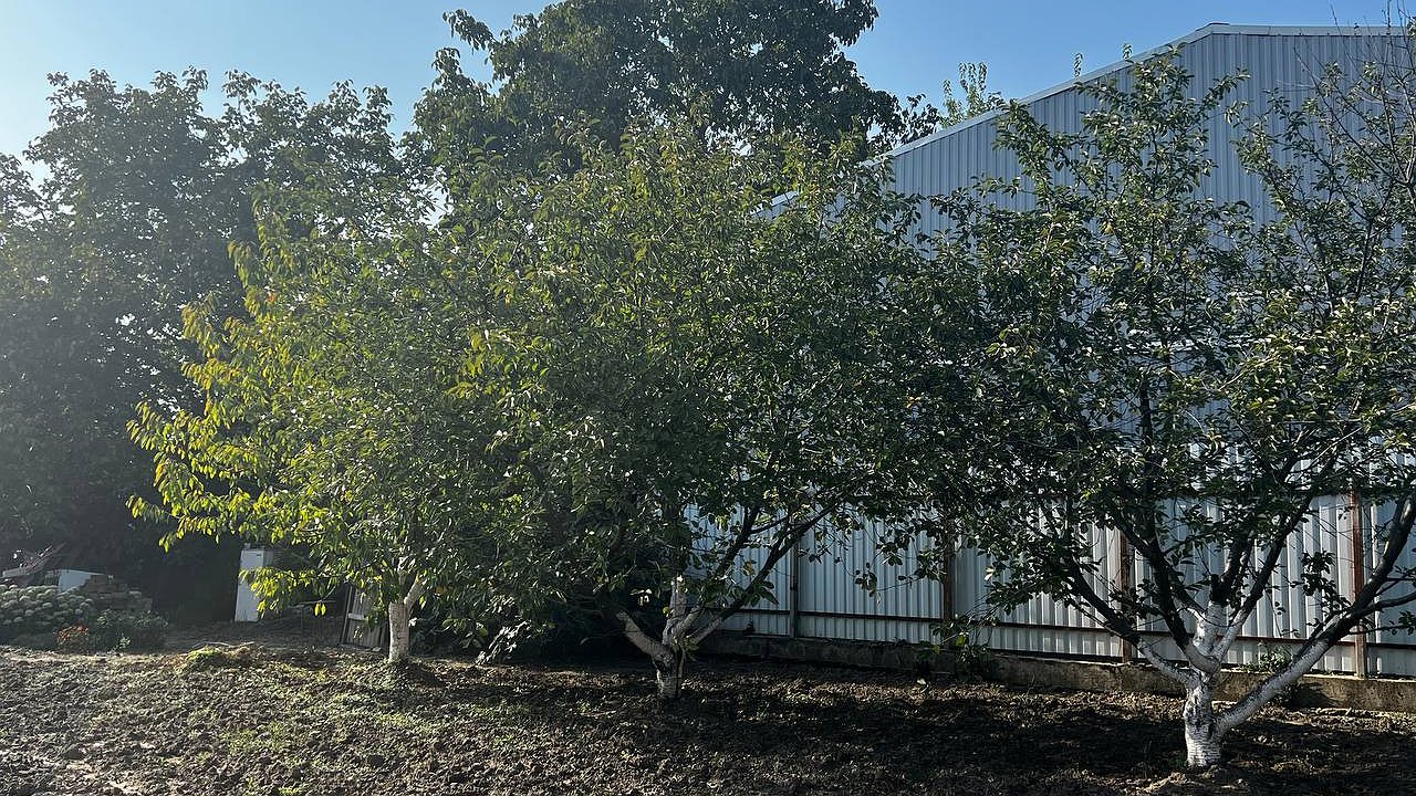 Главная картинка новости: Важные ошибки в осенней обрезке деревьев, которые могут погубить ваш сад