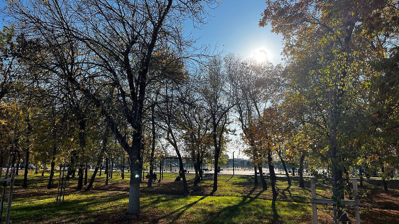 Главная картинка новости: Не мусор, а спасение: не выкидывайте опавшие листья - удобрения лучше вы не найдёте